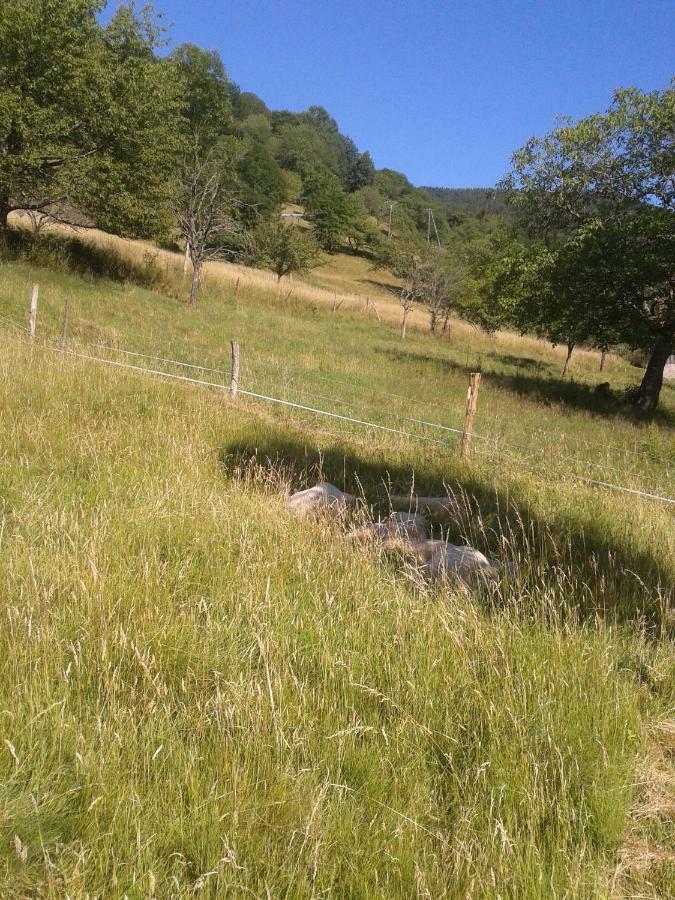 Spacieux Et Confortables Gites A Proximite Randonnees, Lacs, Ski Nature Sondernach Exterior photo